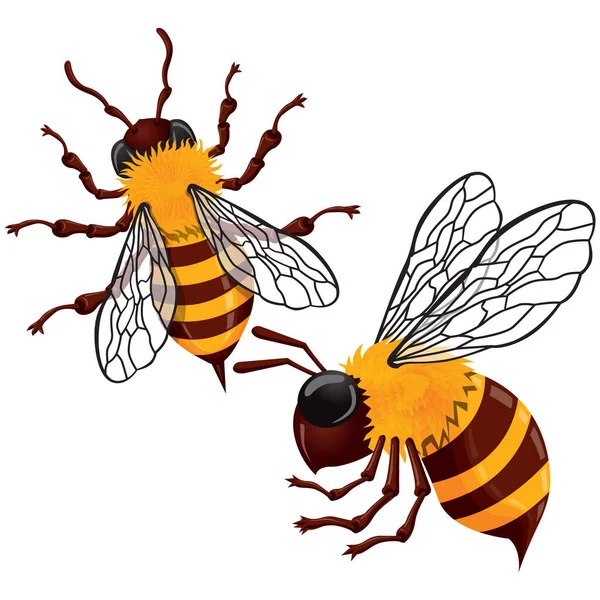 Векторна Гравюрна Ілюстрація Медової Бджоли Білому Тлі — стоковий вектор