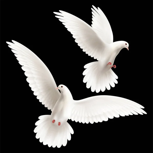 Gerçekçi vektör Güzel beyaz güvercin