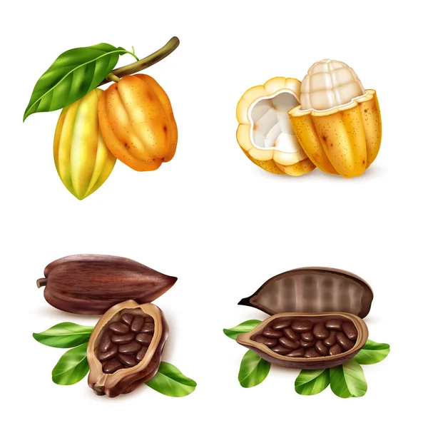 Vector Realistic Cocoa Beans — Stock Vector