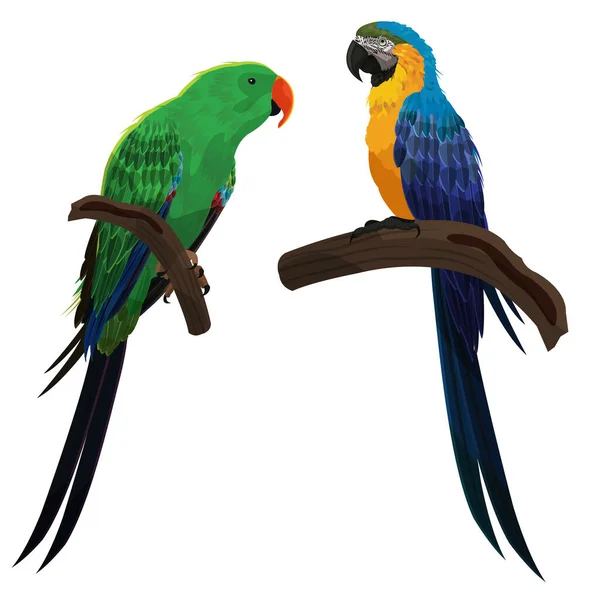 Vektorillustration Farbenfroher Schöner Papagei — Stockvektor