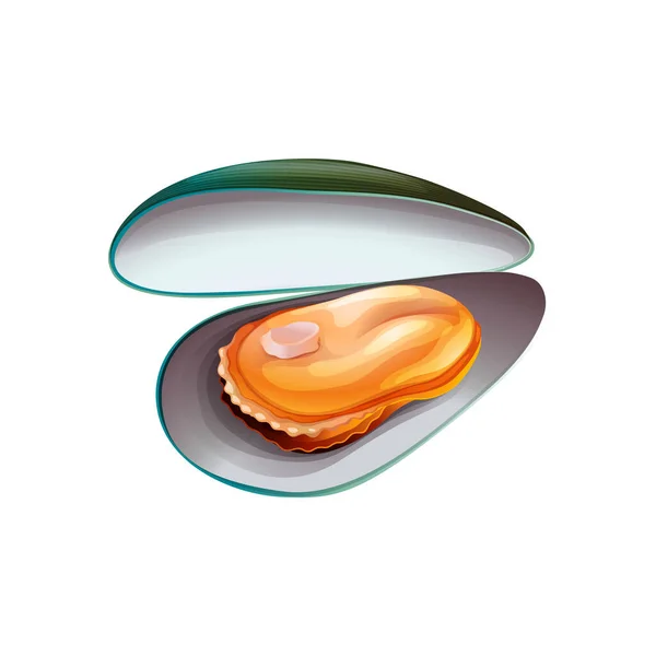 緑の貝殻のベクトル図 — ストックベクタ