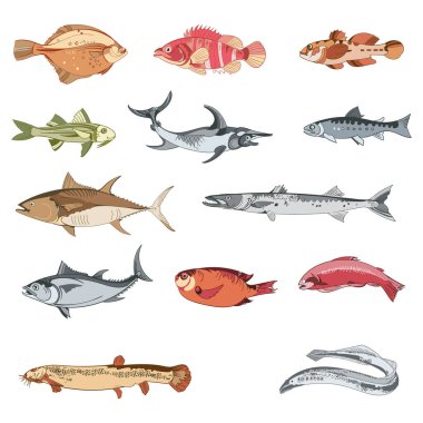 Vektör çizimi. Balık deniz ürünleri koleksiyonu