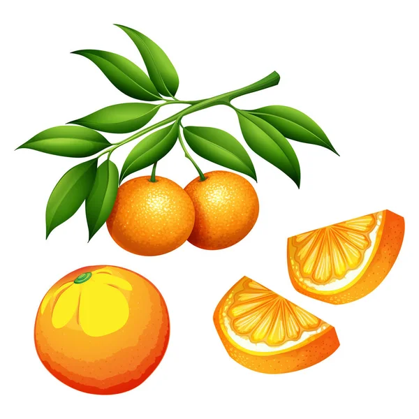 葉とスライスを含む柑橘類全体のベクトル現実的なイラスト — ストックベクタ