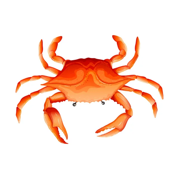 Skaldjur Färsk Realistisk Krabba — Stock vektor