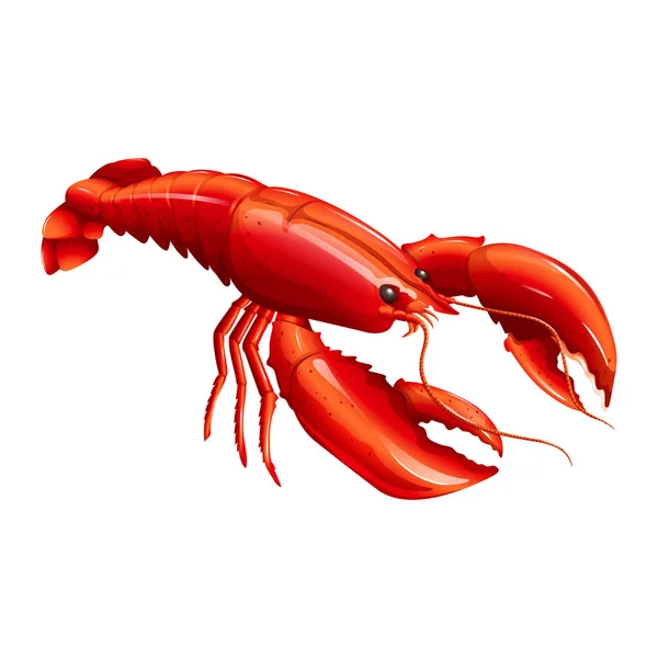 Udang Lobster Segar Yang Realistis - Stok Vektor