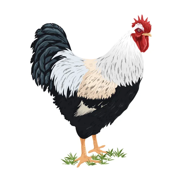 Vektor Realistisches Huhn Auf Weiß — Stockvektor