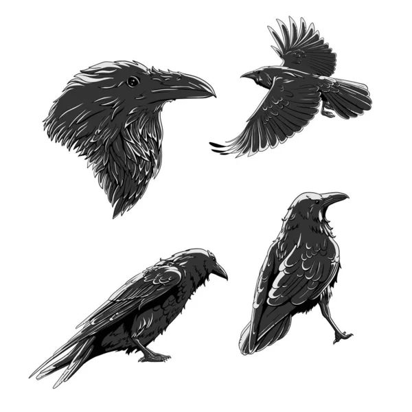 Black Crows Vector Collection — Stock Vector