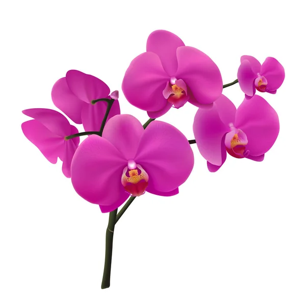 Fiore Realistico Del Orchid Phalaenopsis Viola Del Vettore — Vettoriale Stock