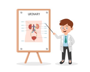 Urinary System clipart cartoon style. Doctor presenting human urinary system chart at medical seminar flat vector illustration hand drawn style. Hospital, medical, doctor conference concept clipart