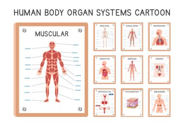 İnsan organı şeması poster karikatür tarzı vektör seti. Kas, iskelet, dolaşım, solunum, sindirim, idrar, endokrin, sinir, tümleşik, üreme sistemi çizimi