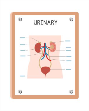 İnsan idrar sistemi poster karikatür tarzı, vektör tasarımı. Hastane ya da klinik duvarında poster konseptini kullan. İdrar sistemi diyagramı çizgi film stili. Hastane ve klinik konsepti