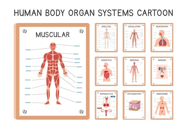 Menselijke Orgaansystemen Diagram Poster Clipart Cartoon Stijl Vector Set Spier — Stockvector