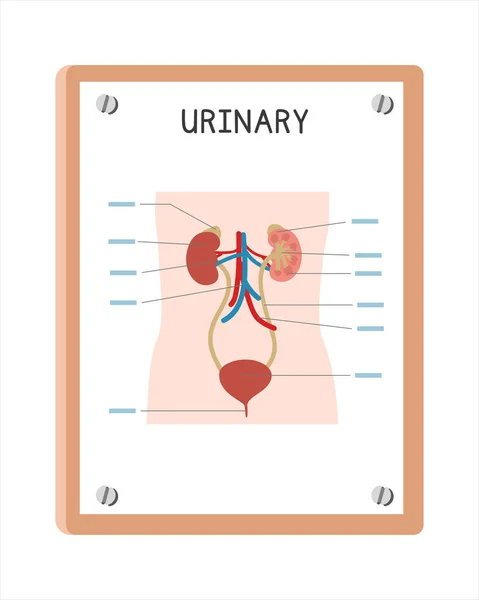 Menselijke Urine Systeem Poster Clipart Cartoon Stijl Vector Ontwerp Gebruik — Stockvector