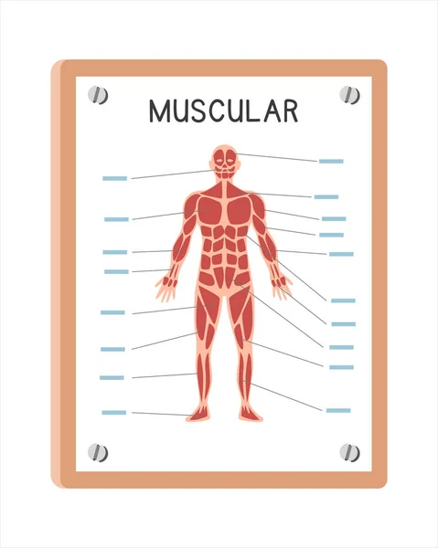 Sistema Muscular Humano Póster Clipart Estilo Dibujos Animados Diseño Vectores — Vector de stock