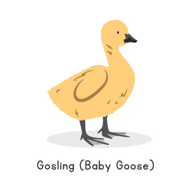 Gosling (yavru kaz) vektör çizimi. Sevimli sarı karikatür tırmanışı, düz stil bir hayvan. Çiftlik hayvanları konsepti, kırsal tarım. Çiftlik hayvanları yavru kaz tasarımı beyaza izole edildi