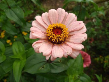 Dehra Çiçek tarımı bahçede