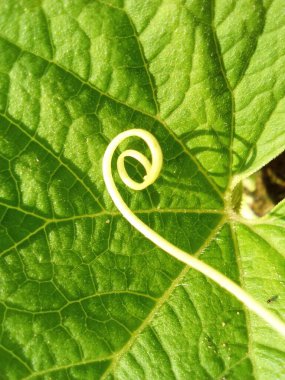 Yeşil Yaprak doğada soyut