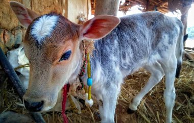 Kulübede Sevimli İnek Portresi