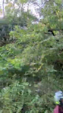 Kırsal bölgedeki Yeşil Doğa