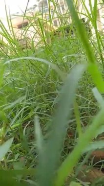 Yeşil Çimlerde Yürümek 