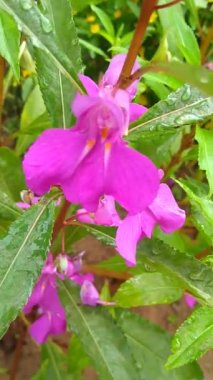 Bahçedeki Pembe Renkli Çiçekler