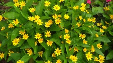 Bahçede Tiny Flowers Çiftçiliği