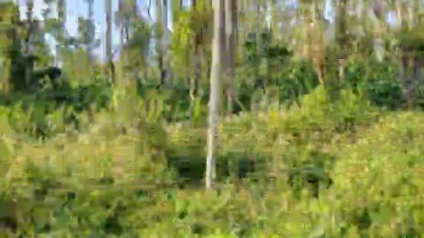 乡郊的绿色自然 — 图库视频影像
