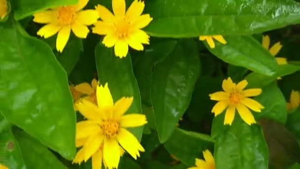 Bahçede Tiny Flowers Çiftçiliği — Stok video