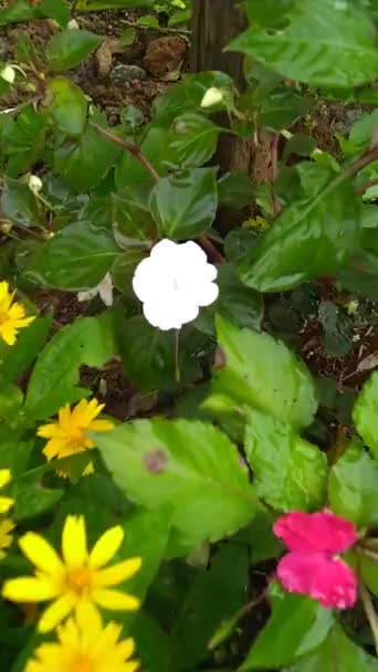 Apró Virágok Kertben — Stock videók