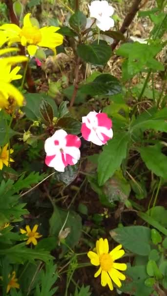 Růžové Barvy Květiny Zahradě — Stock video