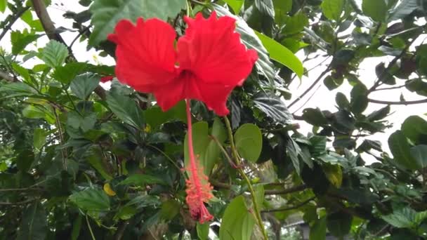 Flor Hibisco Rojo Blanco Jardín — Vídeos de Stock