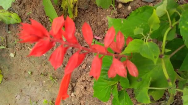 Flores Cor Rosa Jardim — Vídeo de Stock