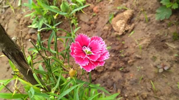 Цветы Розового Цвета Саду — стоковое видео