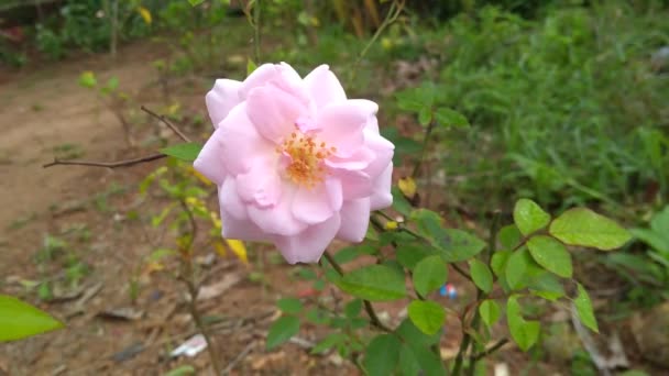 Rosas Rosa Fazenda Jardim — Vídeo de Stock