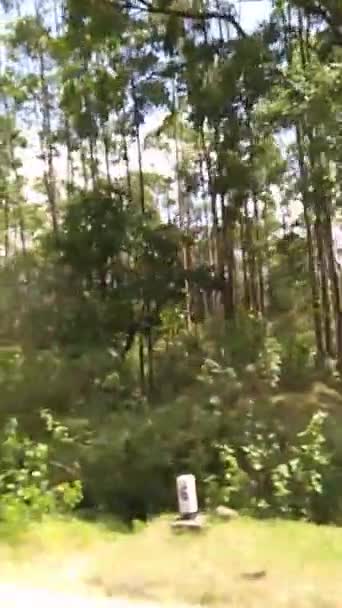 Grön Natur Landsbygden — Stockvideo