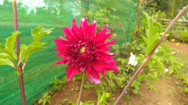 Rosafarbene Blumen Garten — Stockvideo