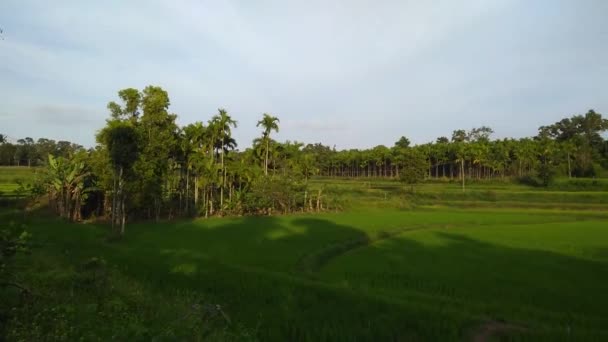 Green Nature Countryside — Stock Video