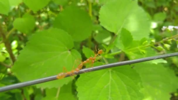 Rote Ameise Trägt Tote Ameise Und Läuft Auf Dem Kabel — Stockvideo