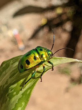 Mücevher böceği (Chrysocoris stollii), Scutelleridae familyasına ait ve aslında gerçek böceklerdir. Genellikle parlak renkli olurlar..