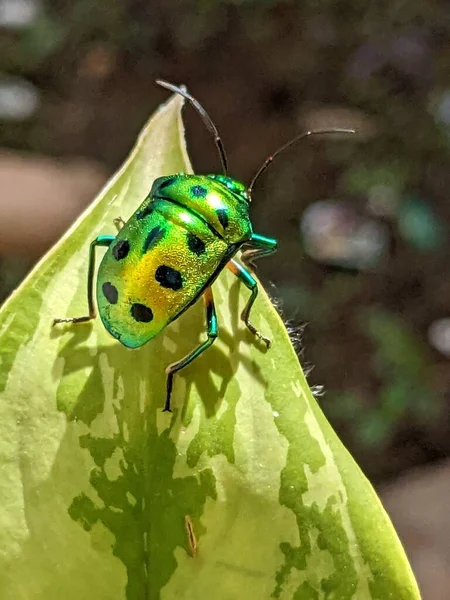 Jewel Bug Chrysocoris Stollii Beetle Shield Bug Som Tilhører Scutelleridae – stockfoto