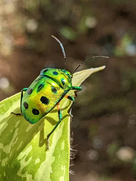 Jewel Bug Chrysocoris Stollii Brouk Štít Bug Které Patří Čeledi — Stock fotografie