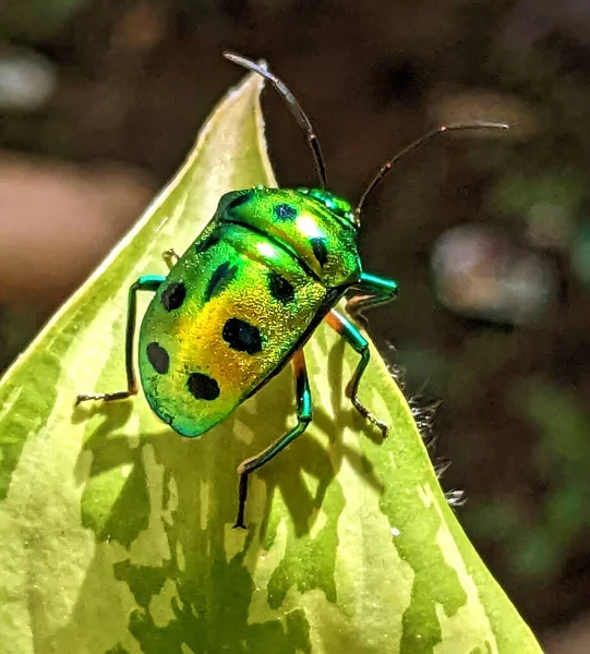 Jewel Bug Chrysocoris Stollii Beetle Shield Bug Que Pertenece Familia — Foto de Stock