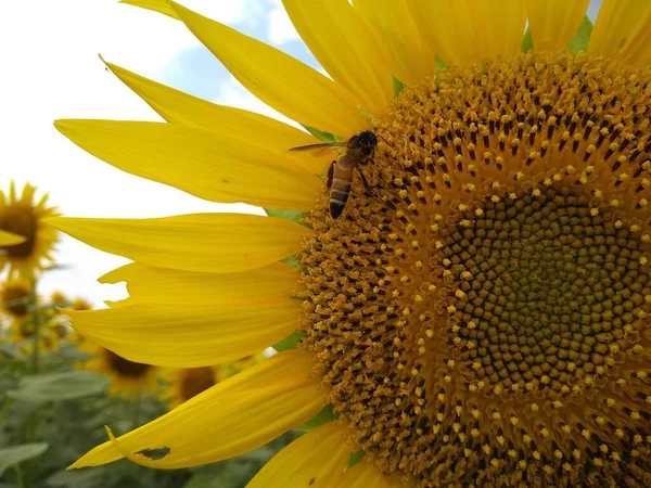 Çiftçilik topraklarında büyüleyici ayçiçeği