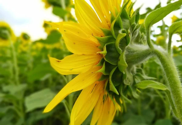 Captivating Sunflower Farming Land — Stock Photo, Image
