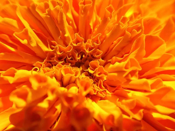 Цветок Маригольда Фермерской Земле — стоковое фото