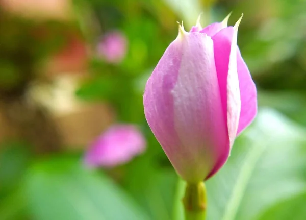 Ροζ Λουλούδι Μακροεντολή Πλάνο — Φωτογραφία Αρχείου