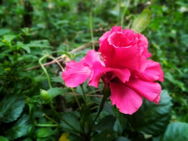 Czerwony Kwiat Hibiskusa Parku — Zdjęcie stockowe