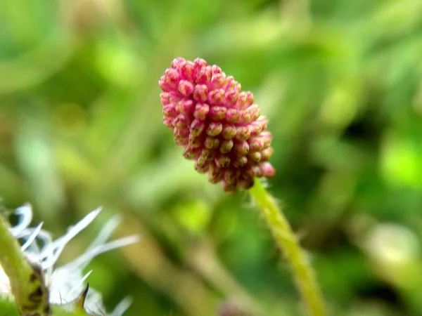 Bahçedeki güzel çiçekler