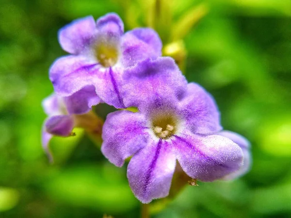 Фіолетова Квітка Саду — стокове фото