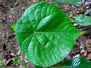 Yeşil yapraklar üstünde su damlaları